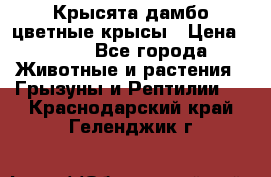 Крысята дамбо цветные крысы › Цена ­ 250 - Все города Животные и растения » Грызуны и Рептилии   . Краснодарский край,Геленджик г.